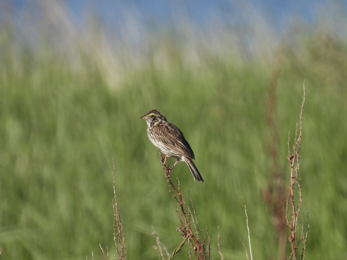 Savannah Sparrow - ML638338461