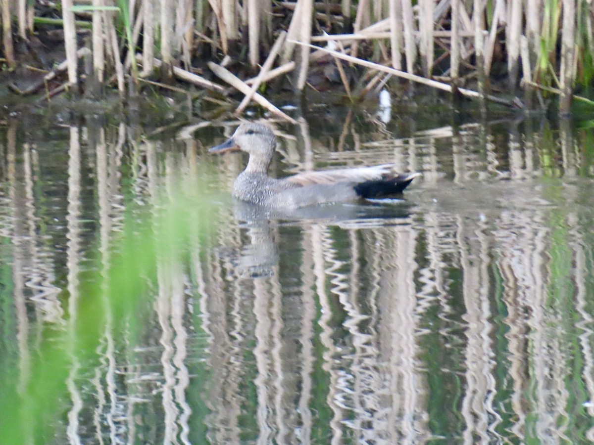 Gadwall - ML638338463