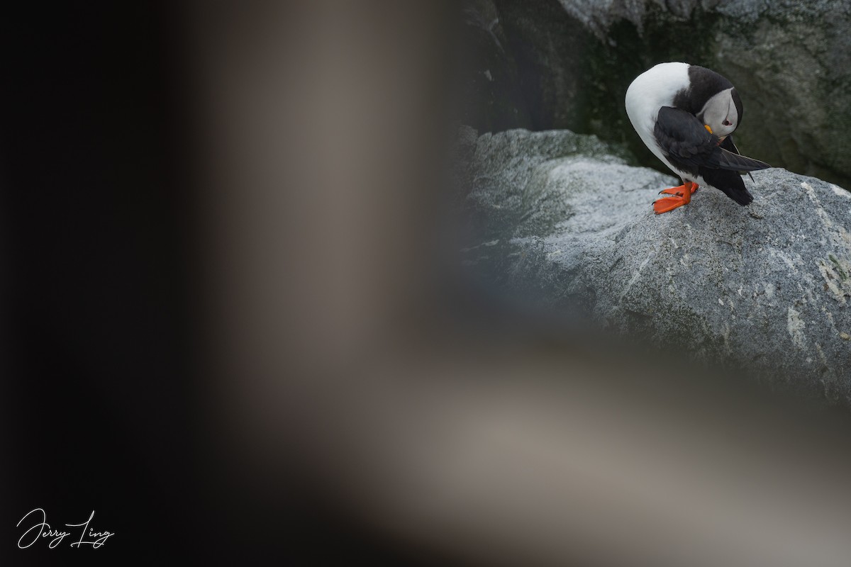 Atlantic Puffin - ML638338466