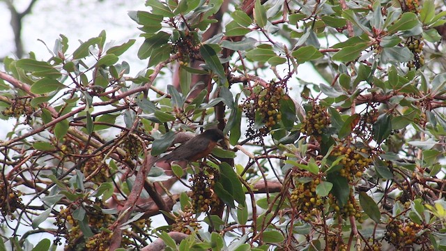 Zozo papargorria - ML638338467
