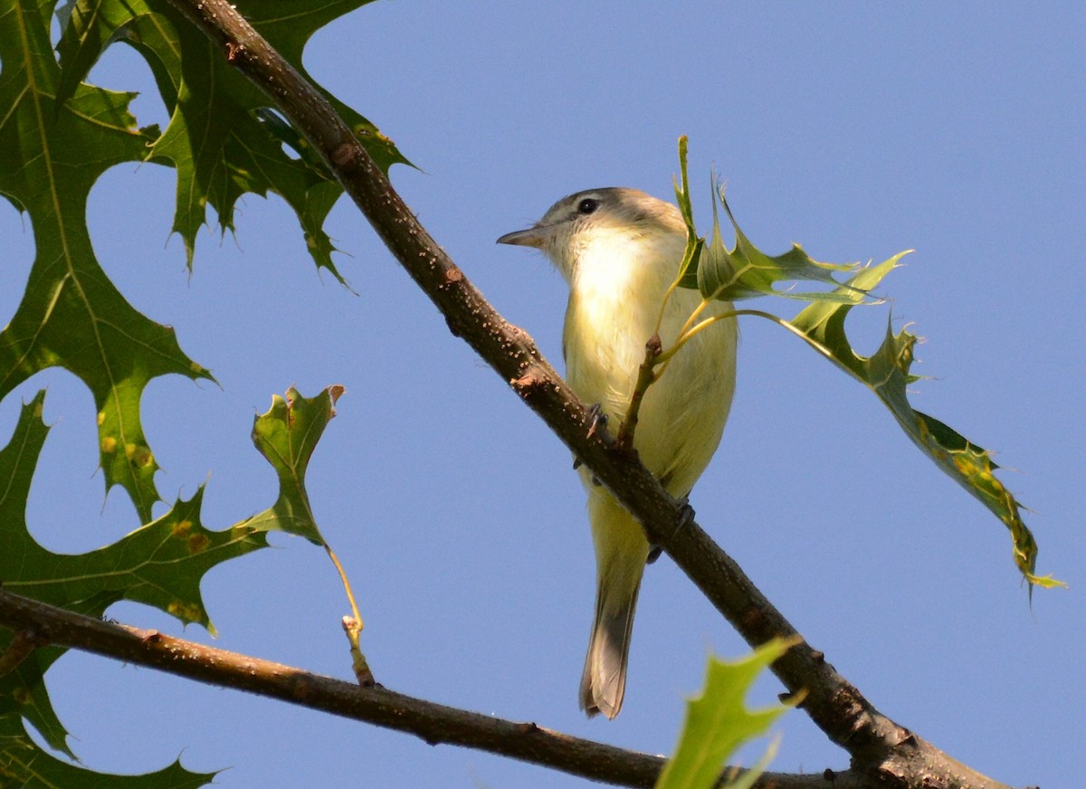 Bell's Vireo - ML638338479