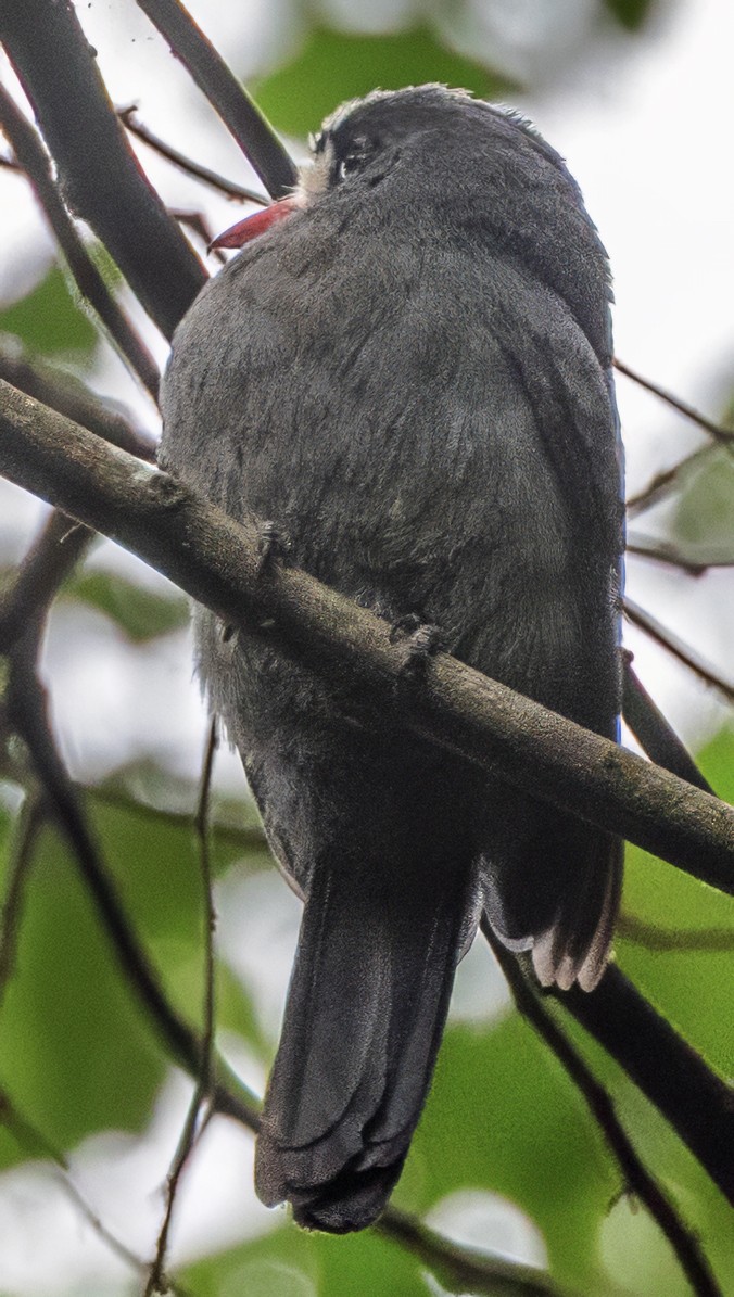 White-fronted Nunbird - ML638338485