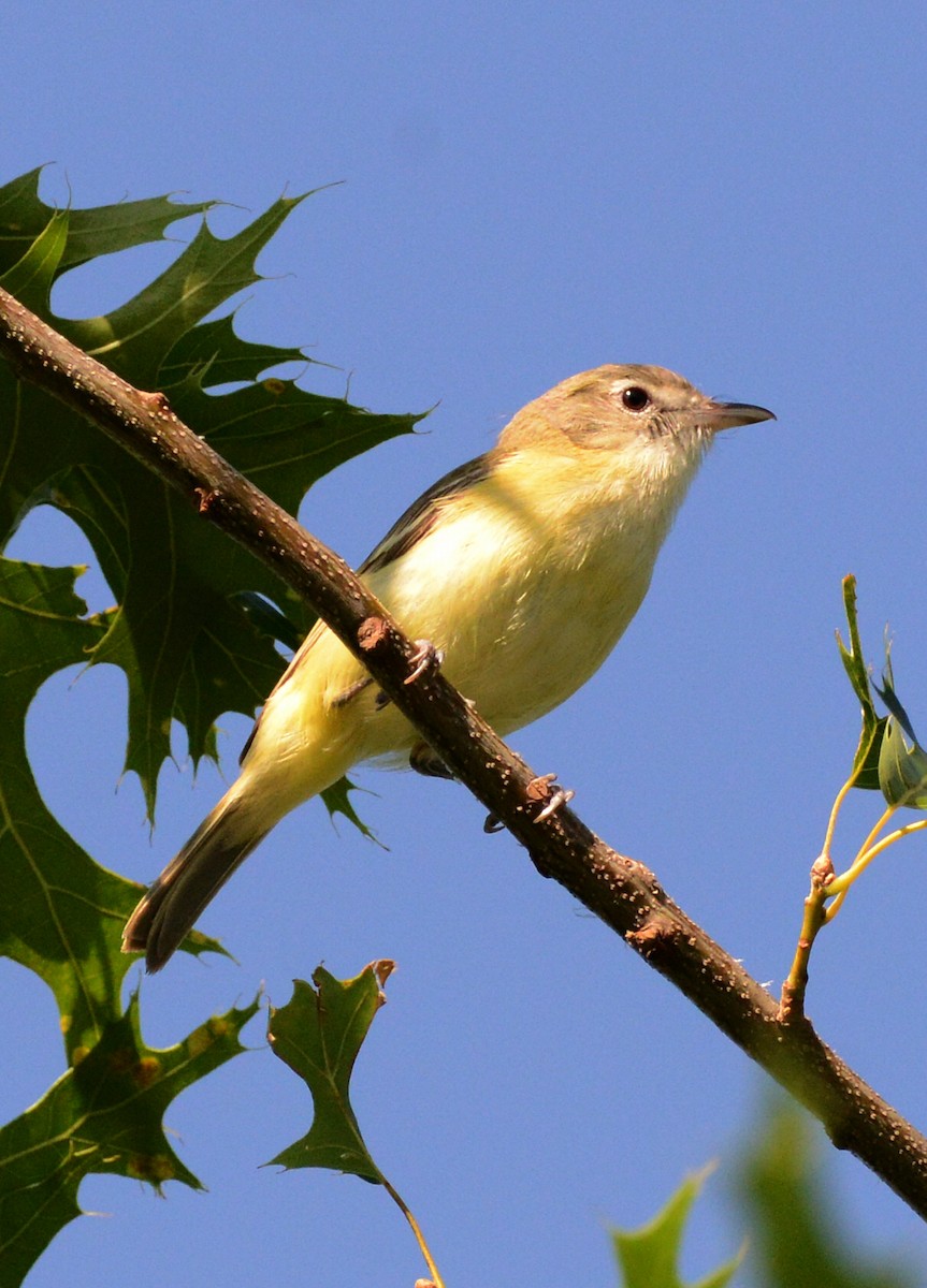 Bell's Vireo - ML638338488