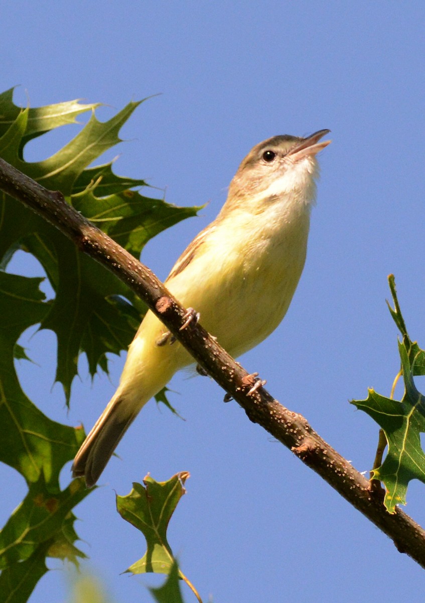 Bell's Vireo - ML638338490