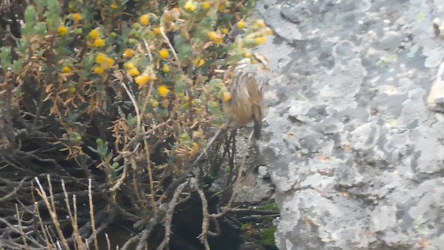 White-browed Tit-Spinetail - ML638338513