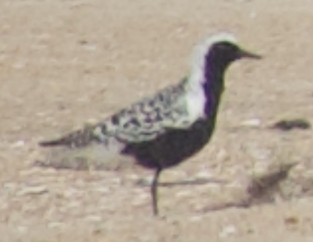 Black-bellied Plover - ML638338524