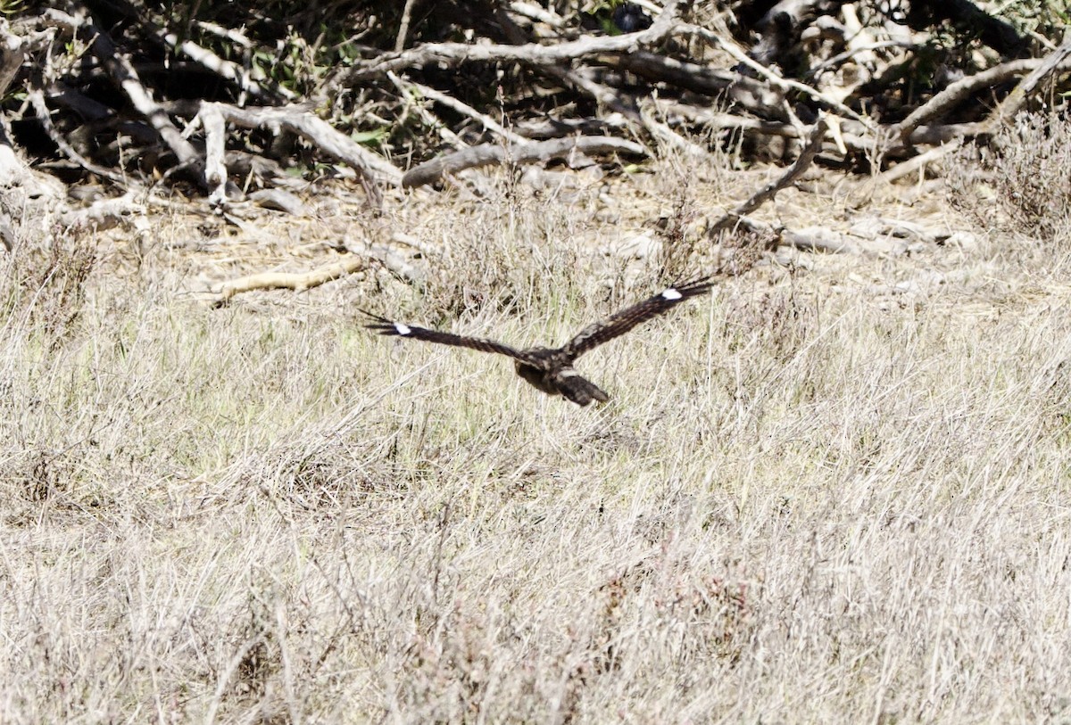 Fiery-necked Nightjar - ML638338525
