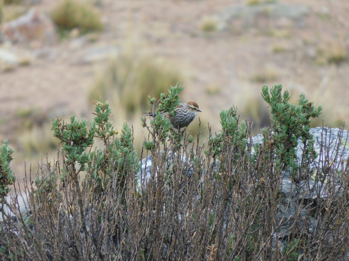 White-browed Tit-Spinetail - ML638338528