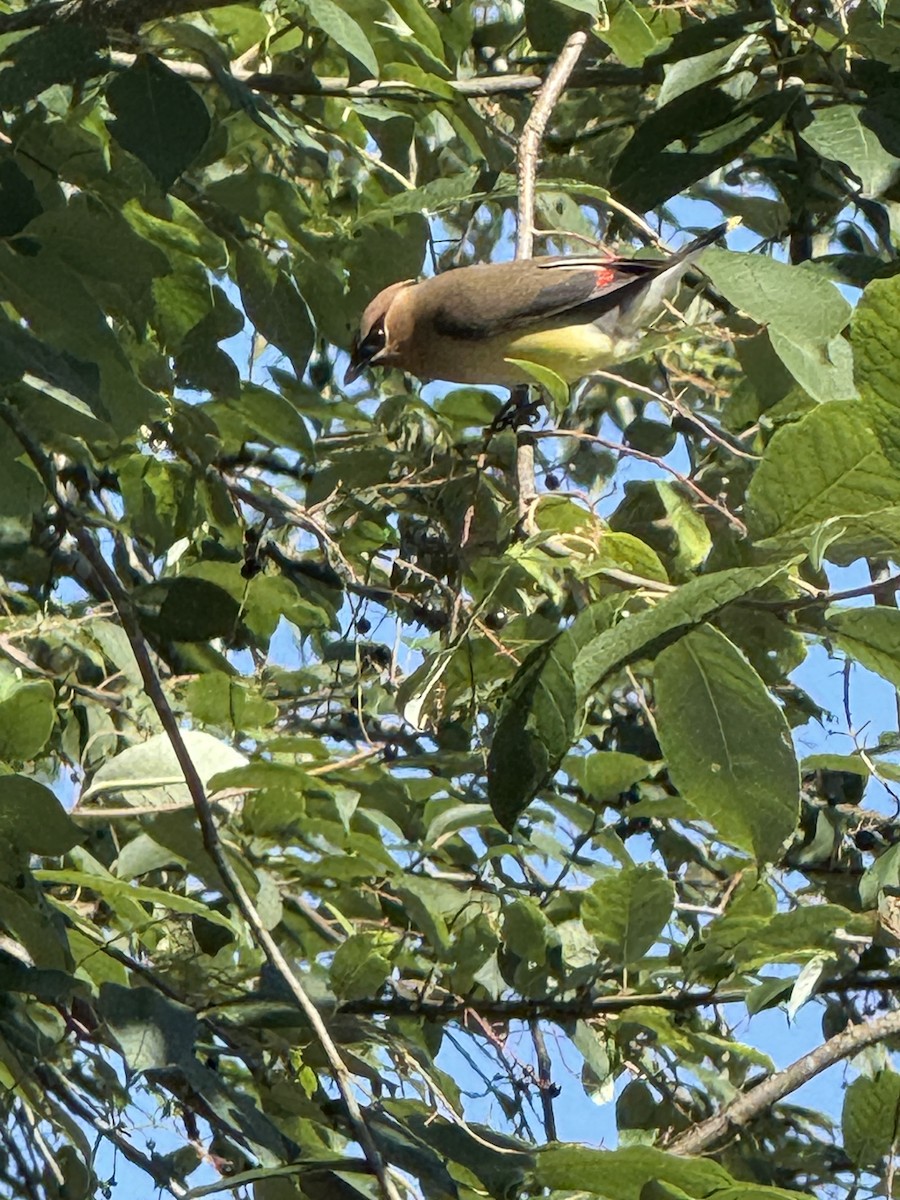Cedar Waxwing - ML638338529