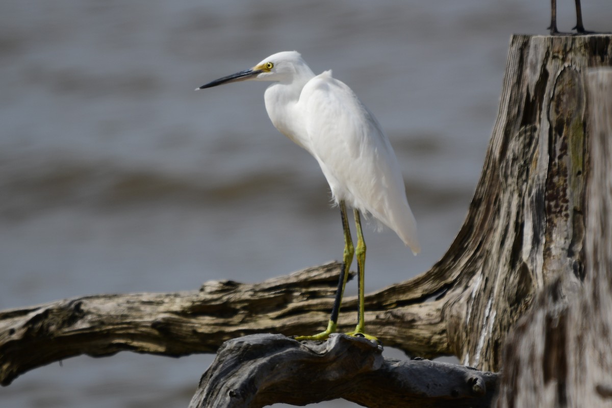 Snowy Egret - ML638338530