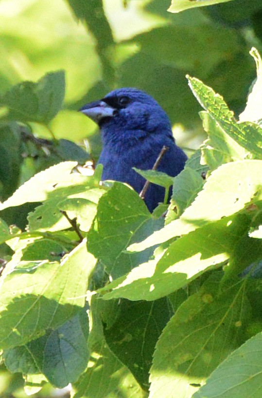 Blue Grosbeak - ML638338532