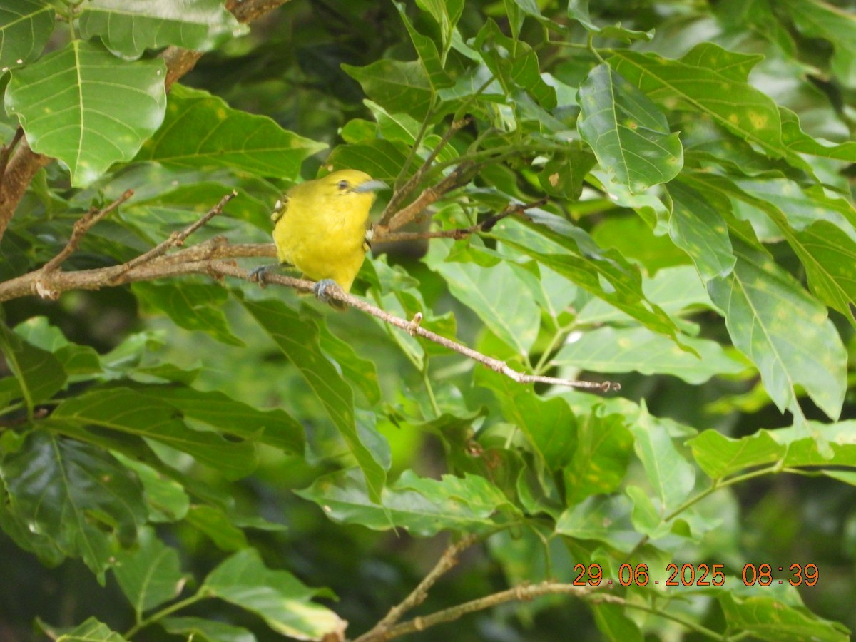 Common Iora - ML638338534