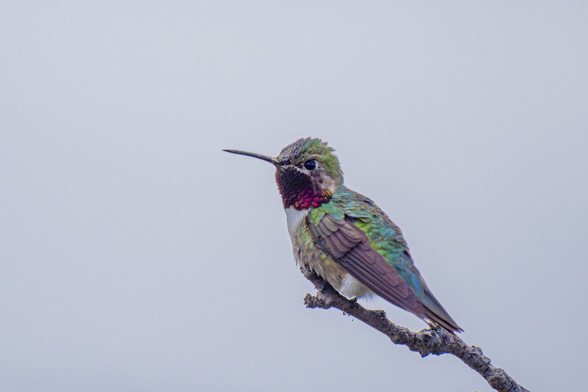 Broad-tailed Hummingbird - ML638338535