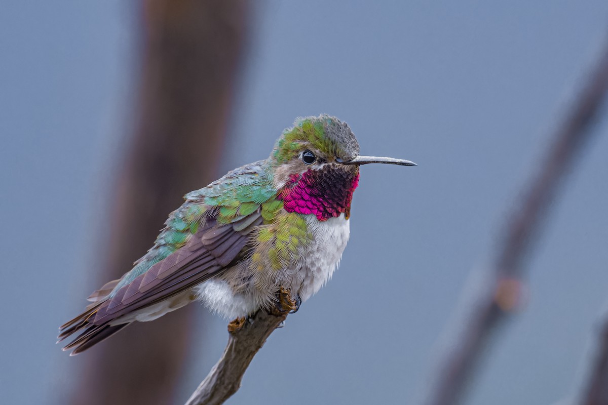 Broad-tailed Hummingbird - ML638338536