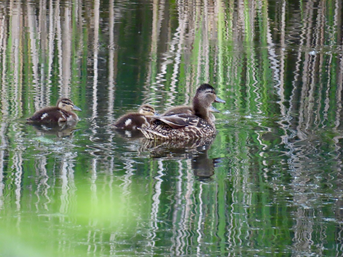 Mallard - ML638338537