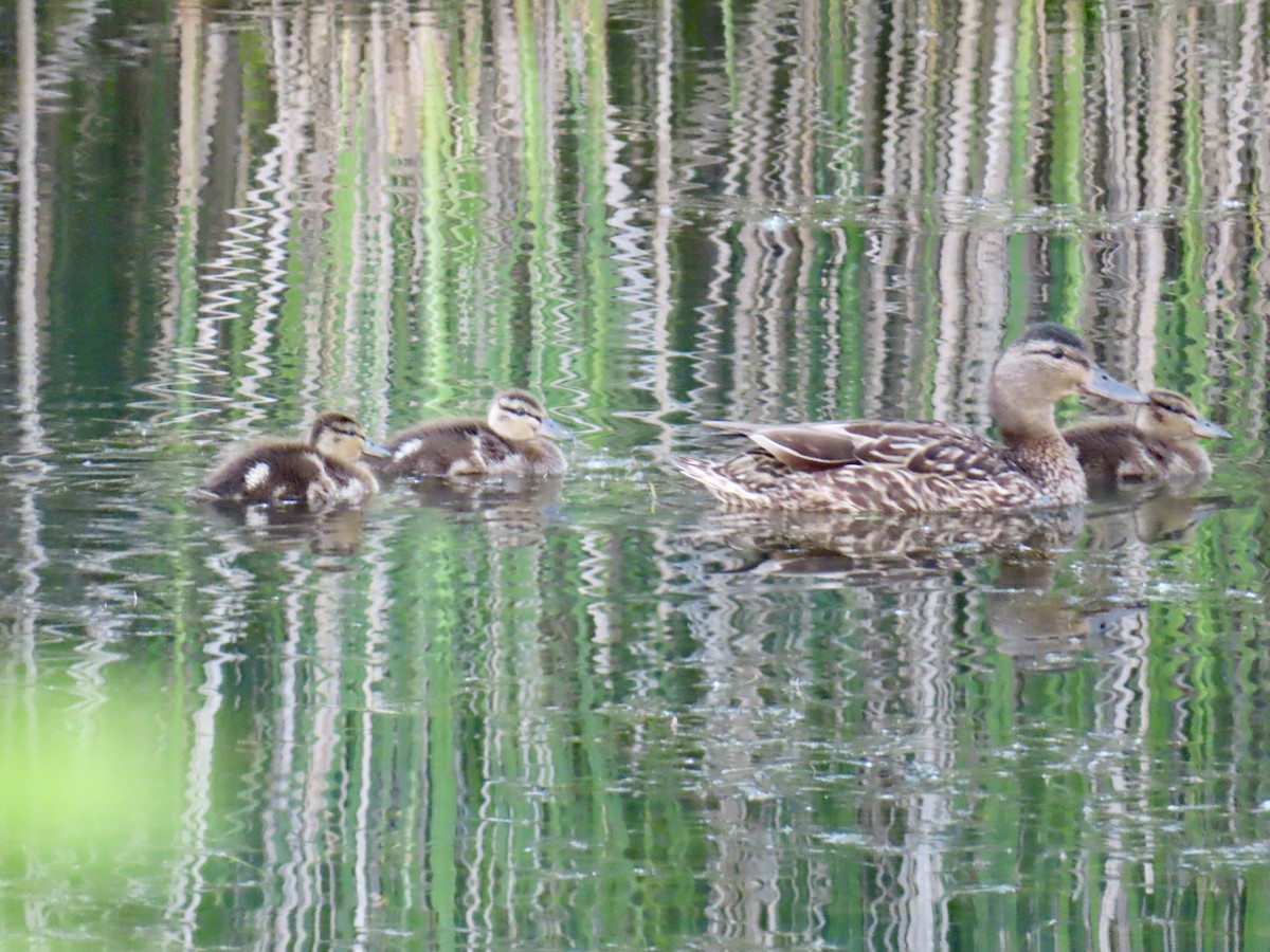Mallard - ML638338538