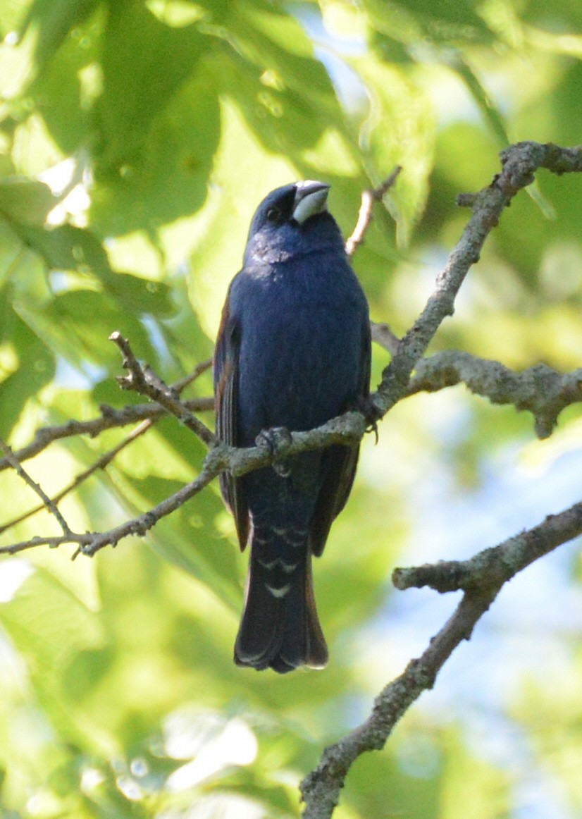 Blue Grosbeak - ML638338541