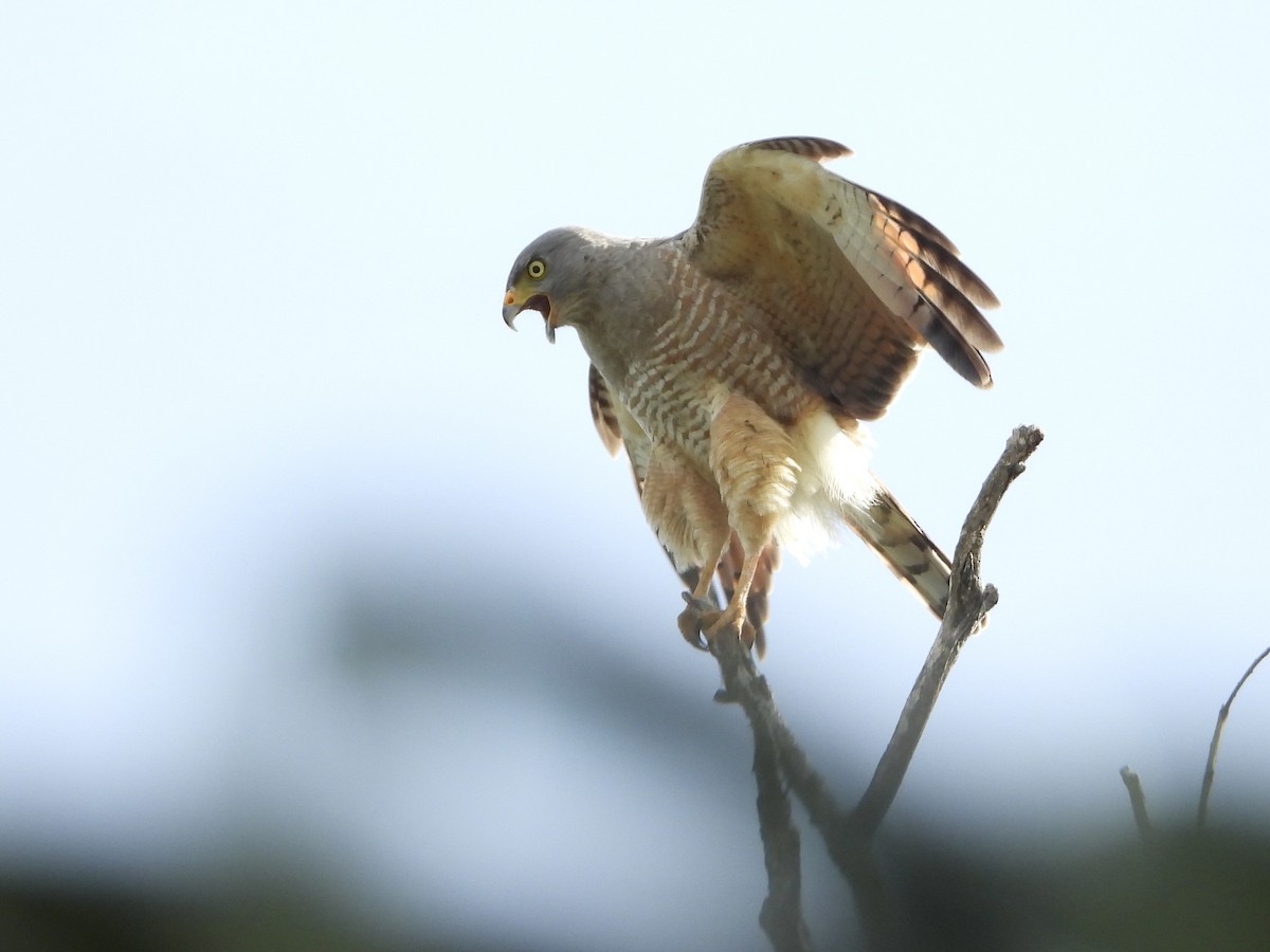 Roadside Hawk - ML638338542