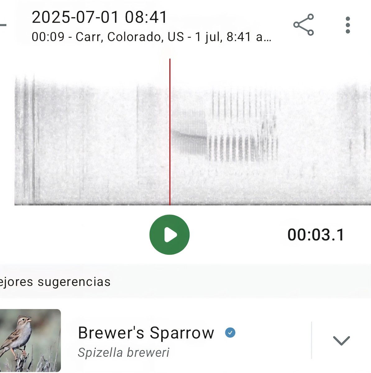 Brewer's Sparrow - ML638338544