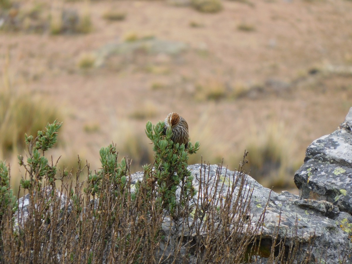White-browed Tit-Spinetail - ML638338546