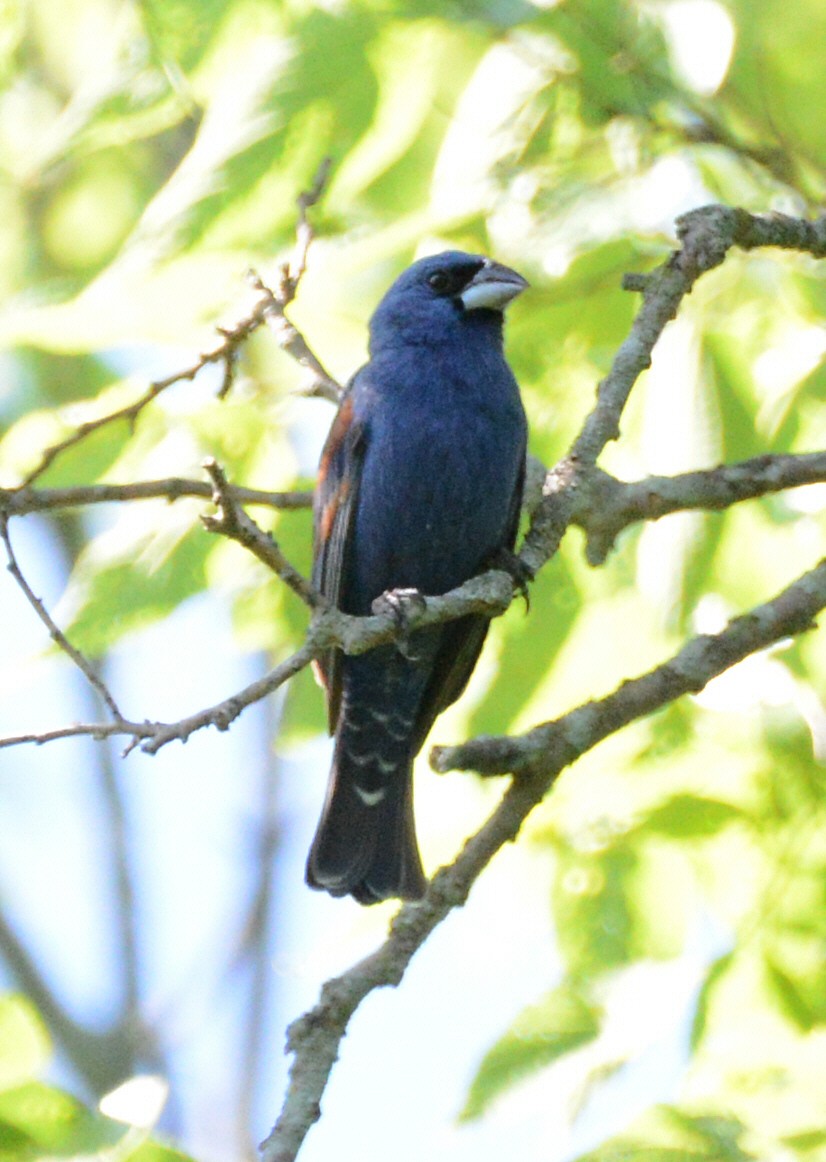 Blue Grosbeak - ML638338548