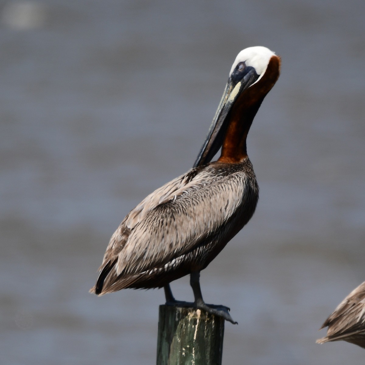 Brown Pelican - ML638338549