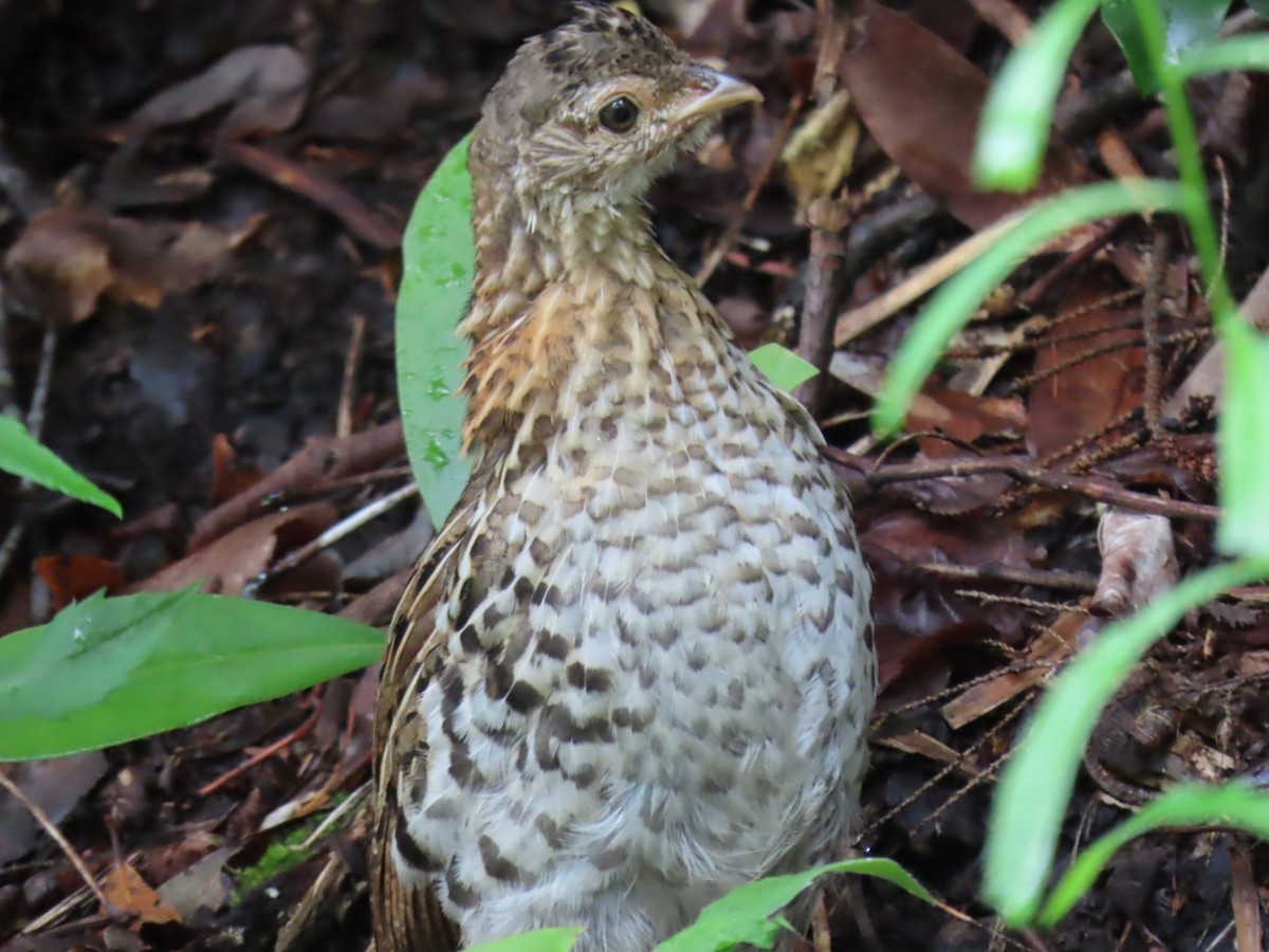 Ruffed Grouse - ML638338551