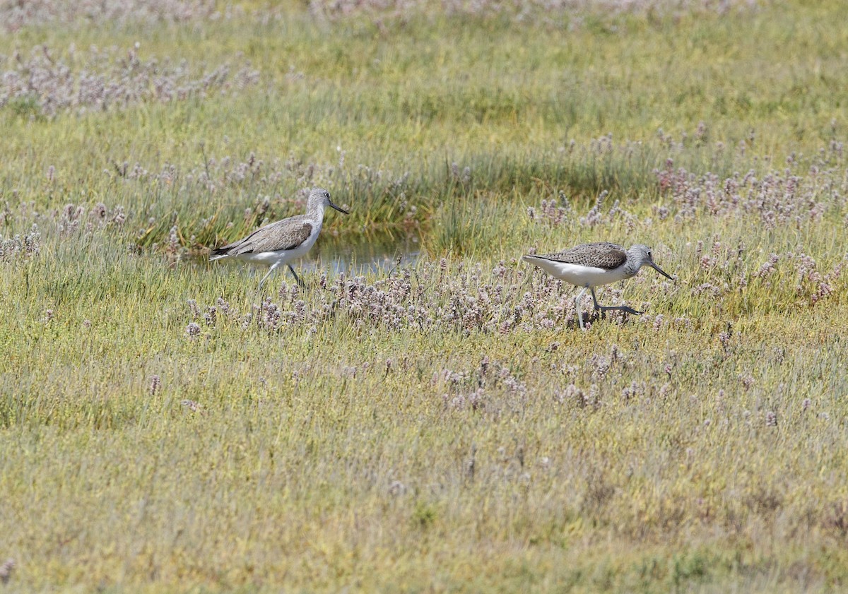 Common Greenshank - ML638338553
