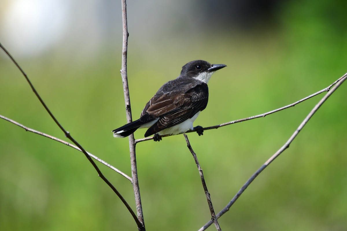 Eastern Kingbird - ML638338554