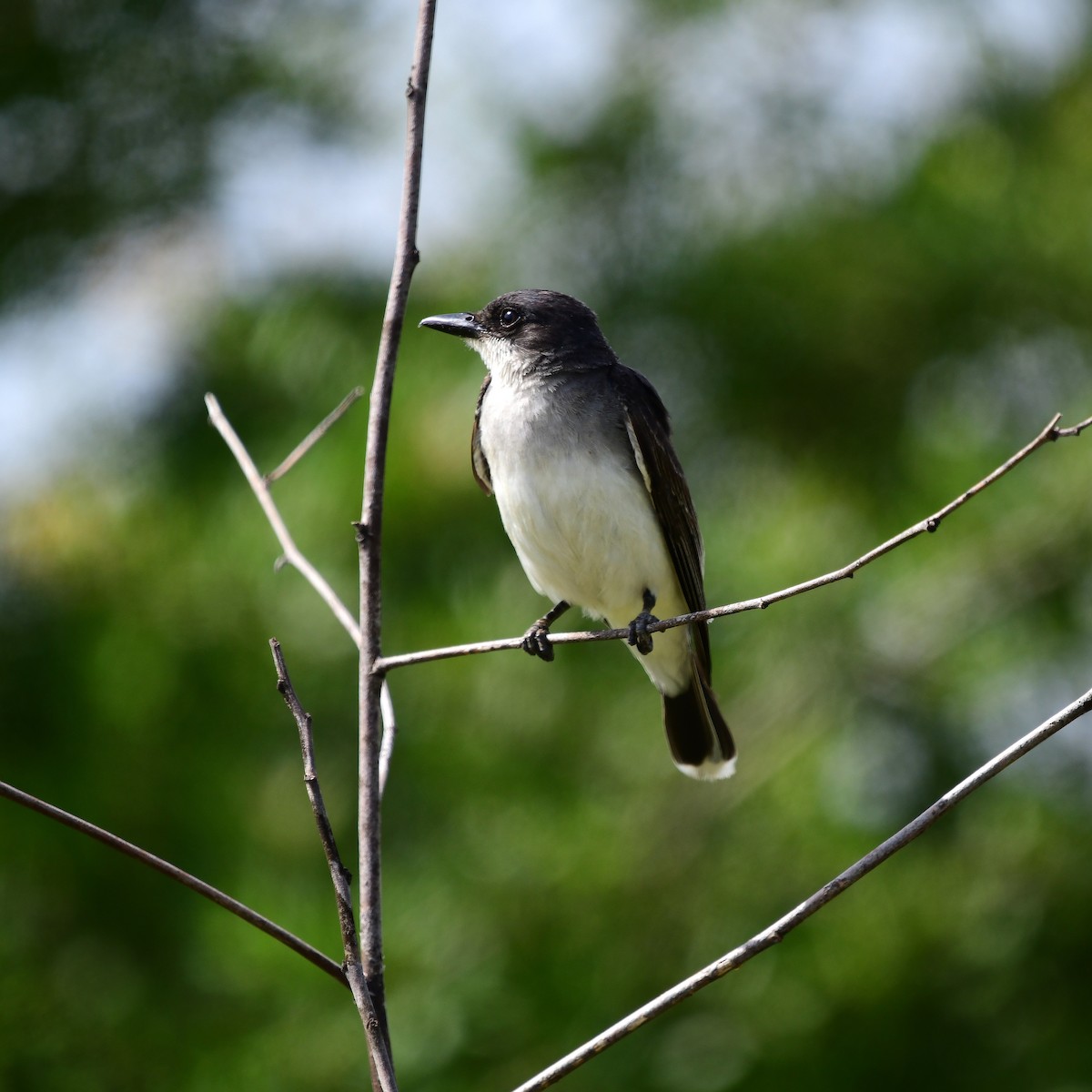 Eastern Kingbird - ML638338555