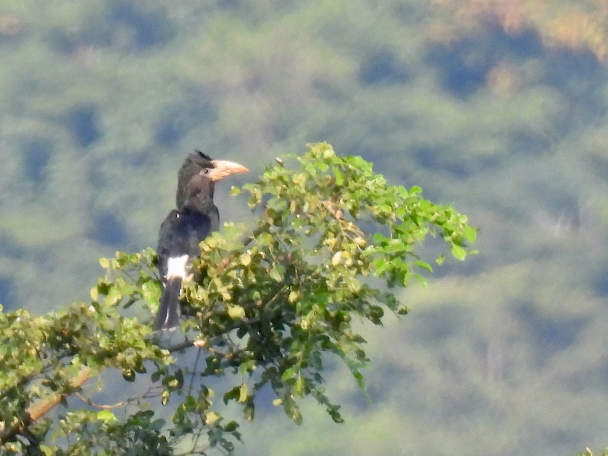 Piping Hornbill - ML638338556
