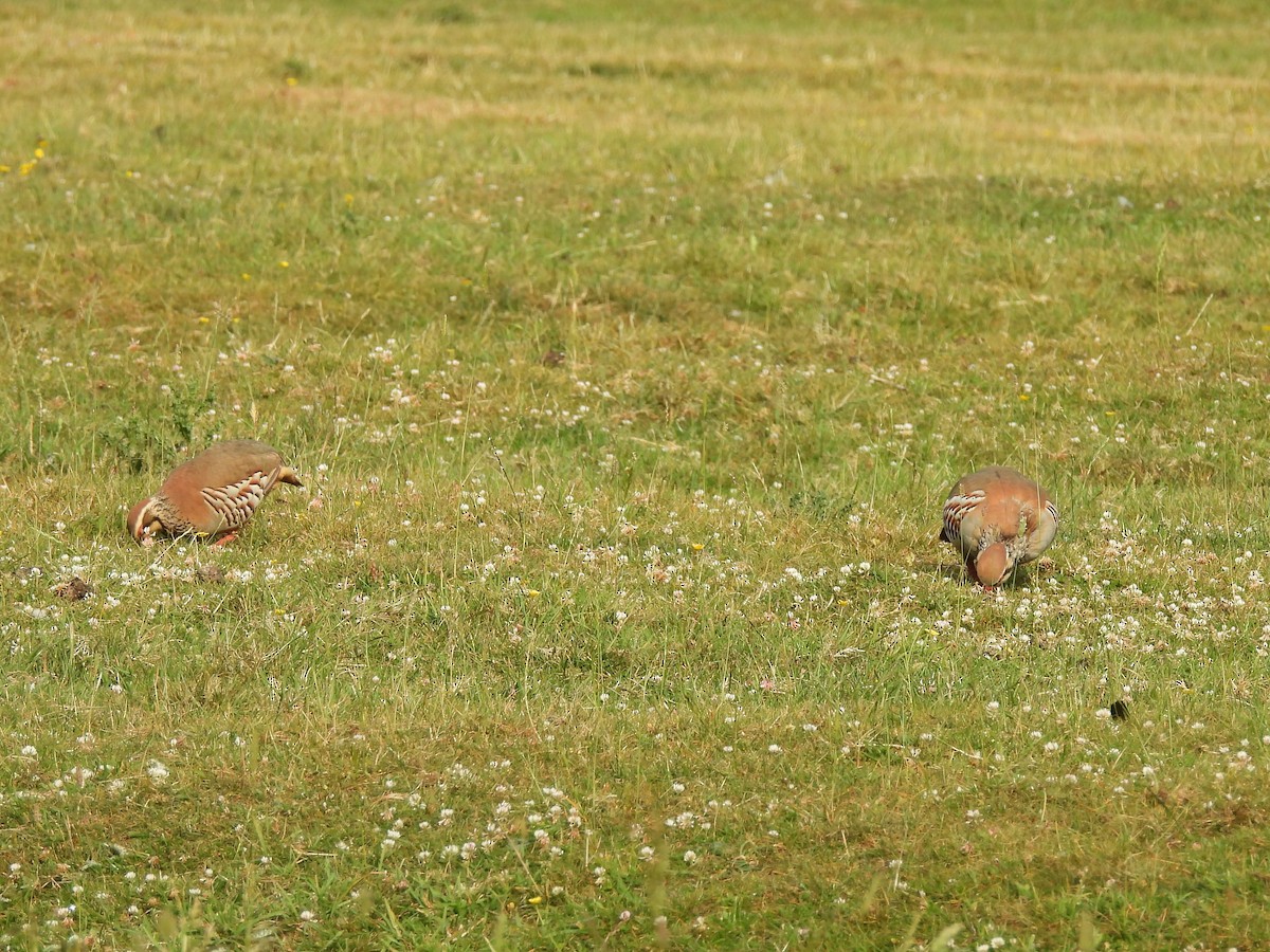 Red-legged Partridge - ML638338557