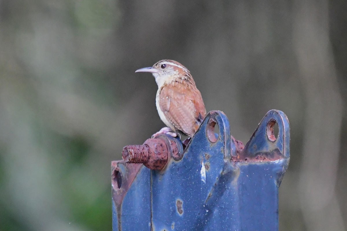 Carolina Wren - ML638338559