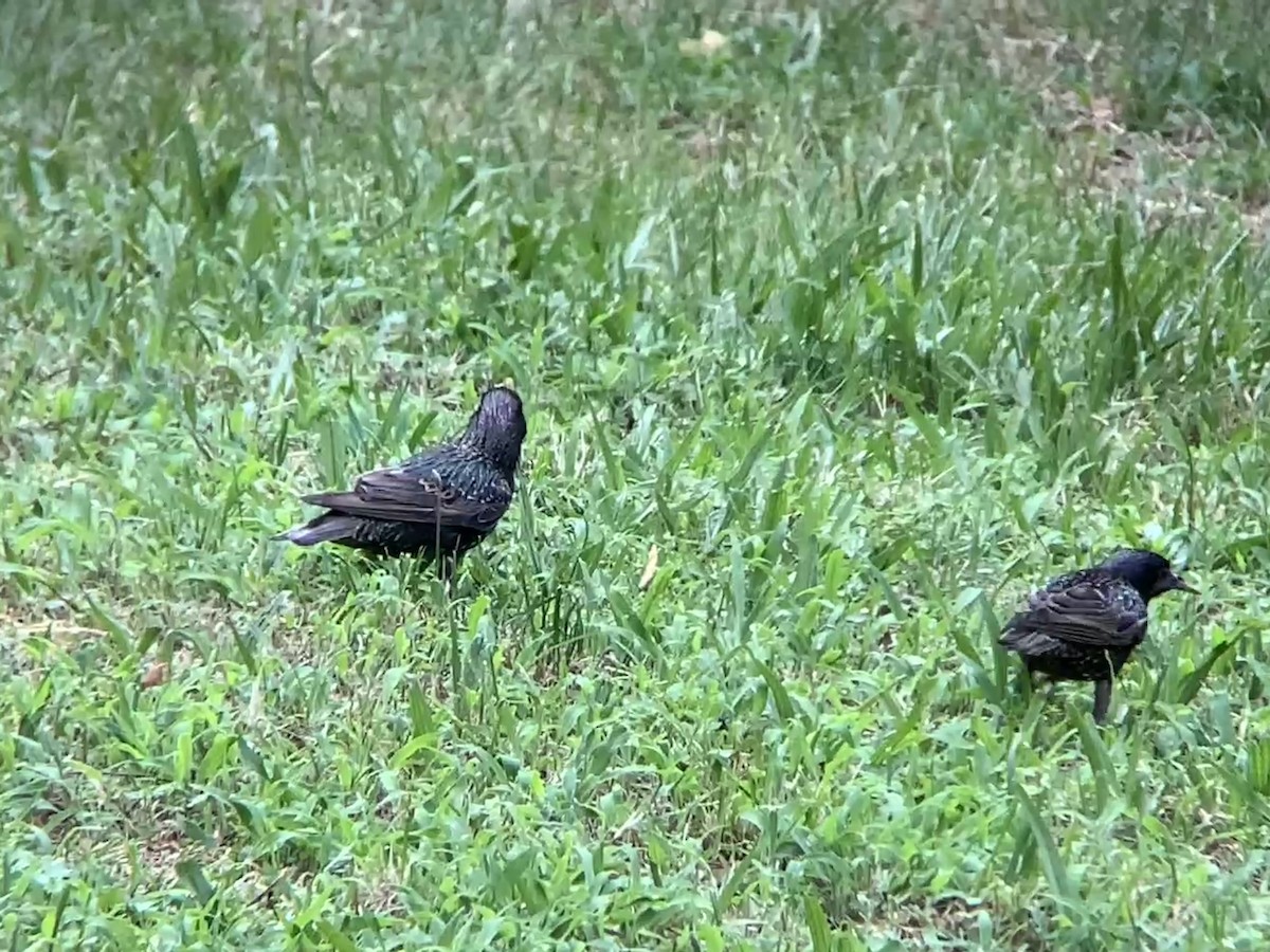 European Starling - ML638338561