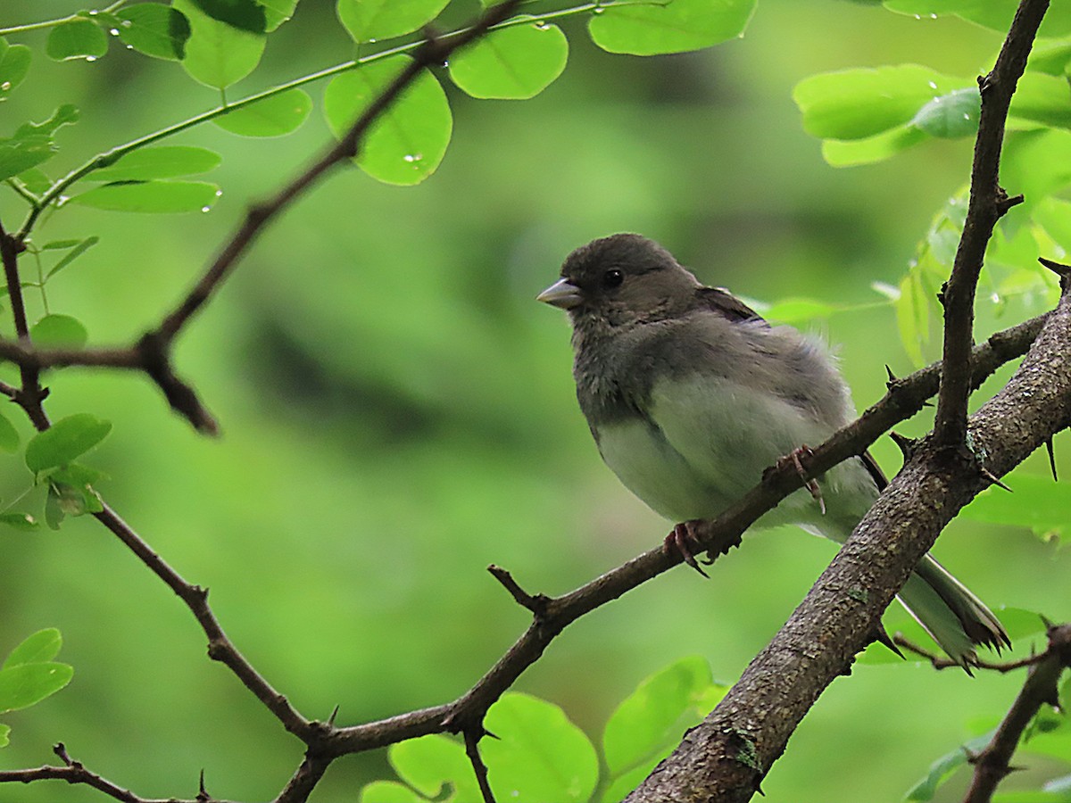 Dark-eyed Junco - ML638338563