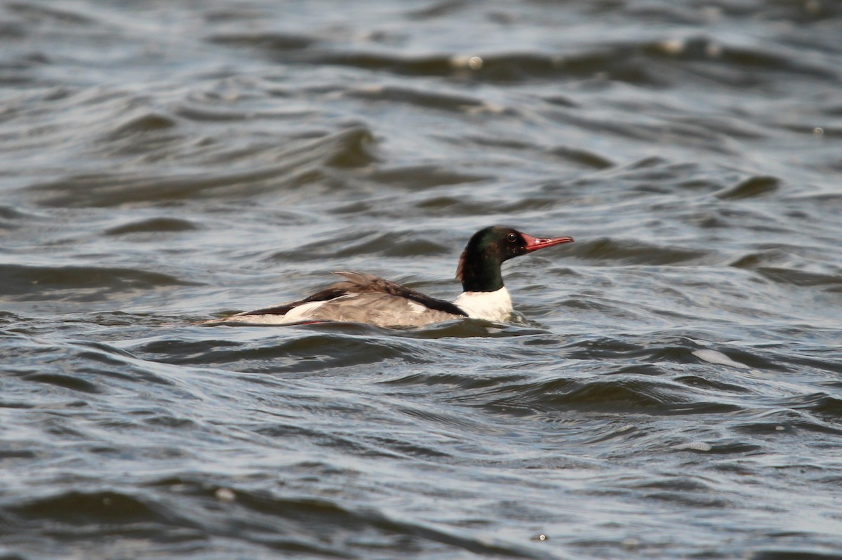 Grand Harle (americanus) - ML638338580