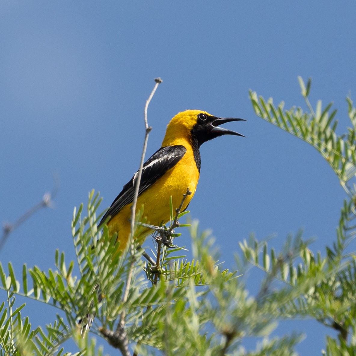 Oriole masqué - ML638338592