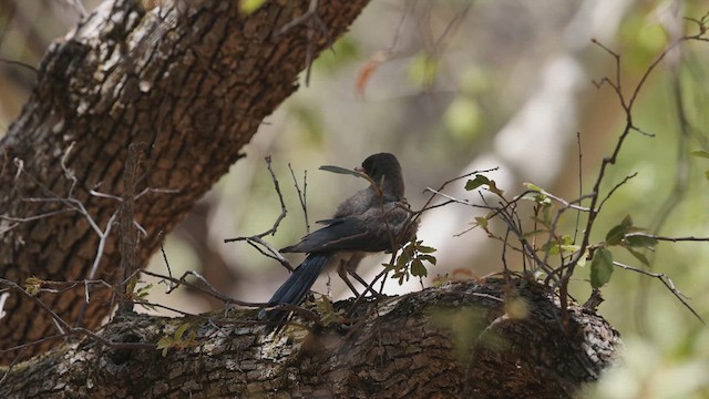 Mexican Jay (Arizona) - ML638338597