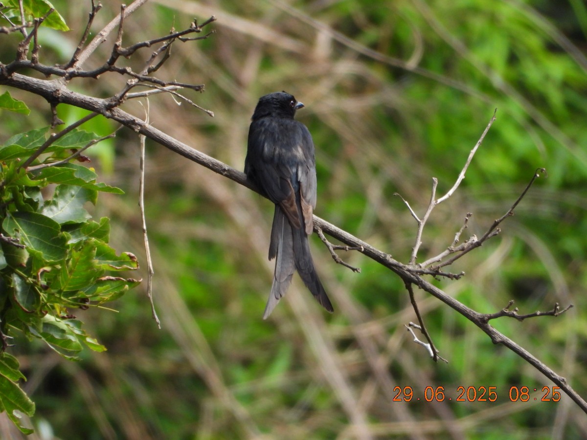 Drongo royal - ML638338603