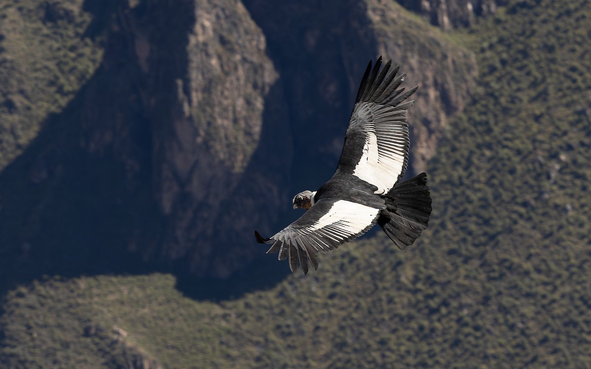 Condor des Andes - ML638338611