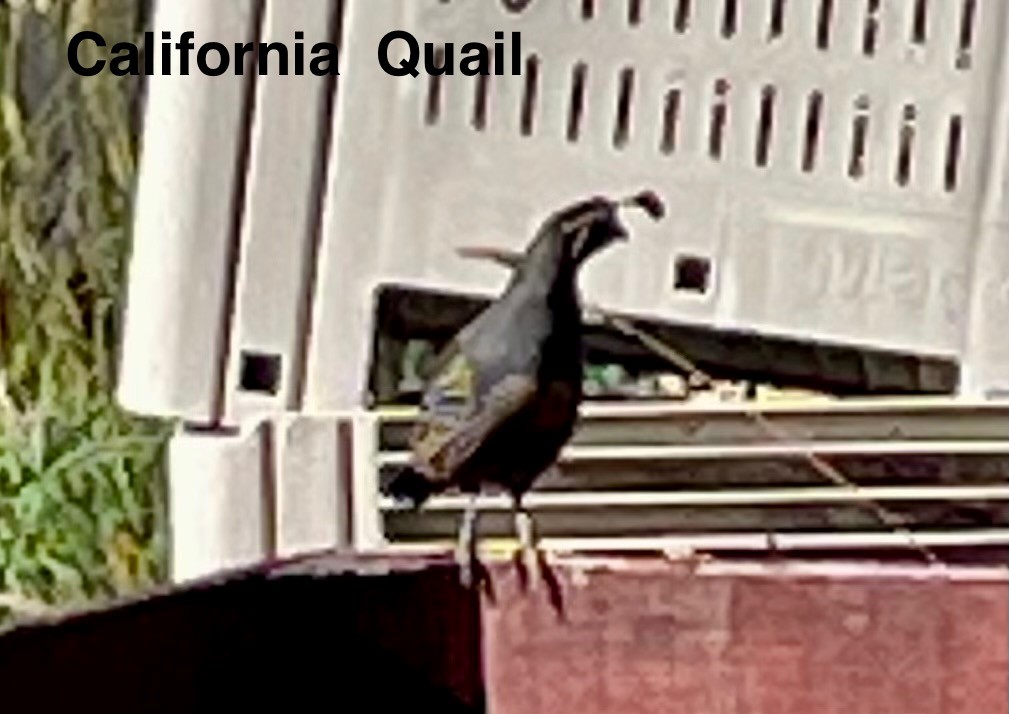 Colin de Californie - ML638338626
