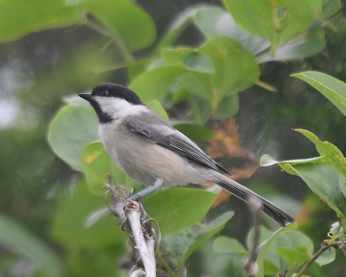 Mésange à tête noire - ML638338631