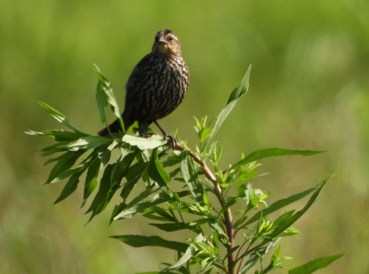 Red-winged Blackbird - ML638338641