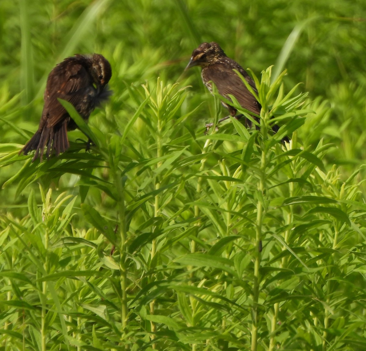 Red-winged Blackbird - ML638338645