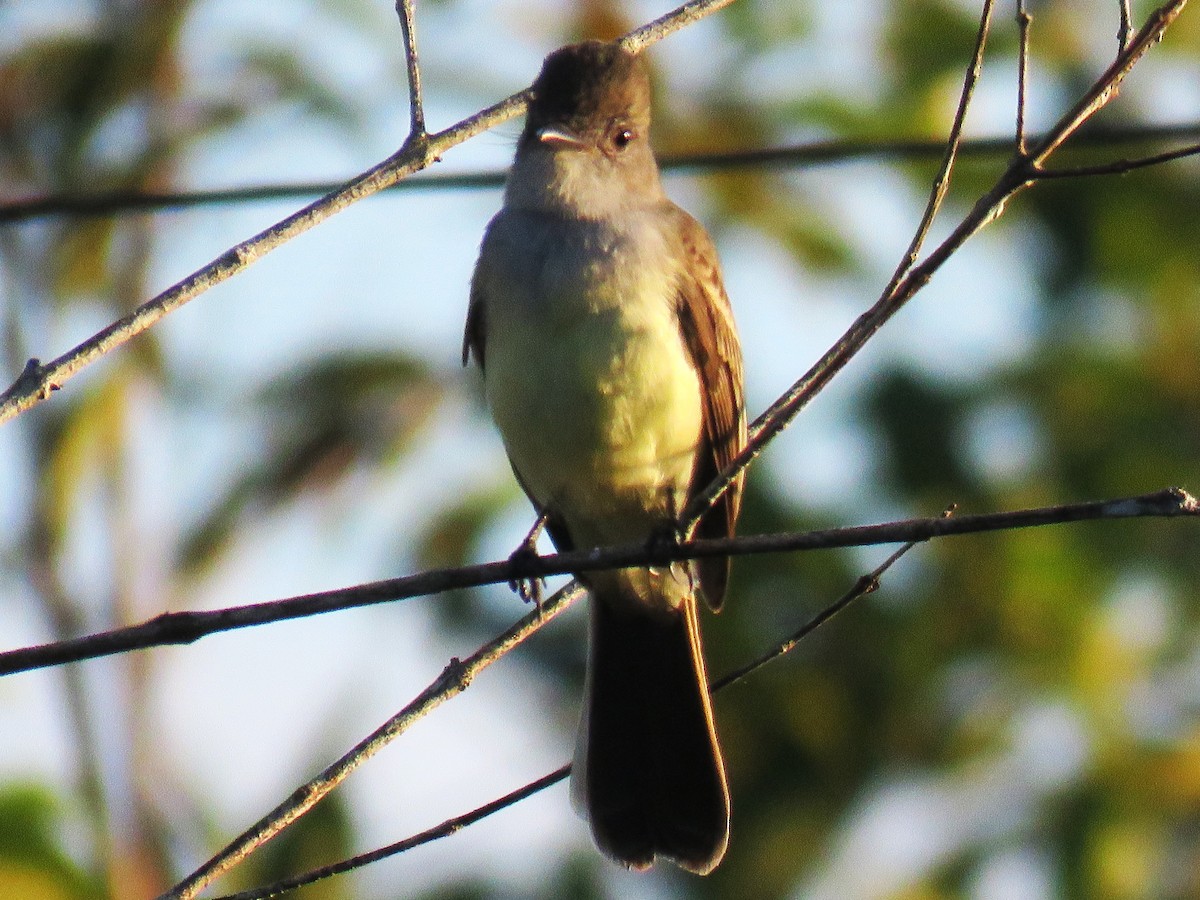 Short-crested Flycatcher - ML638338652