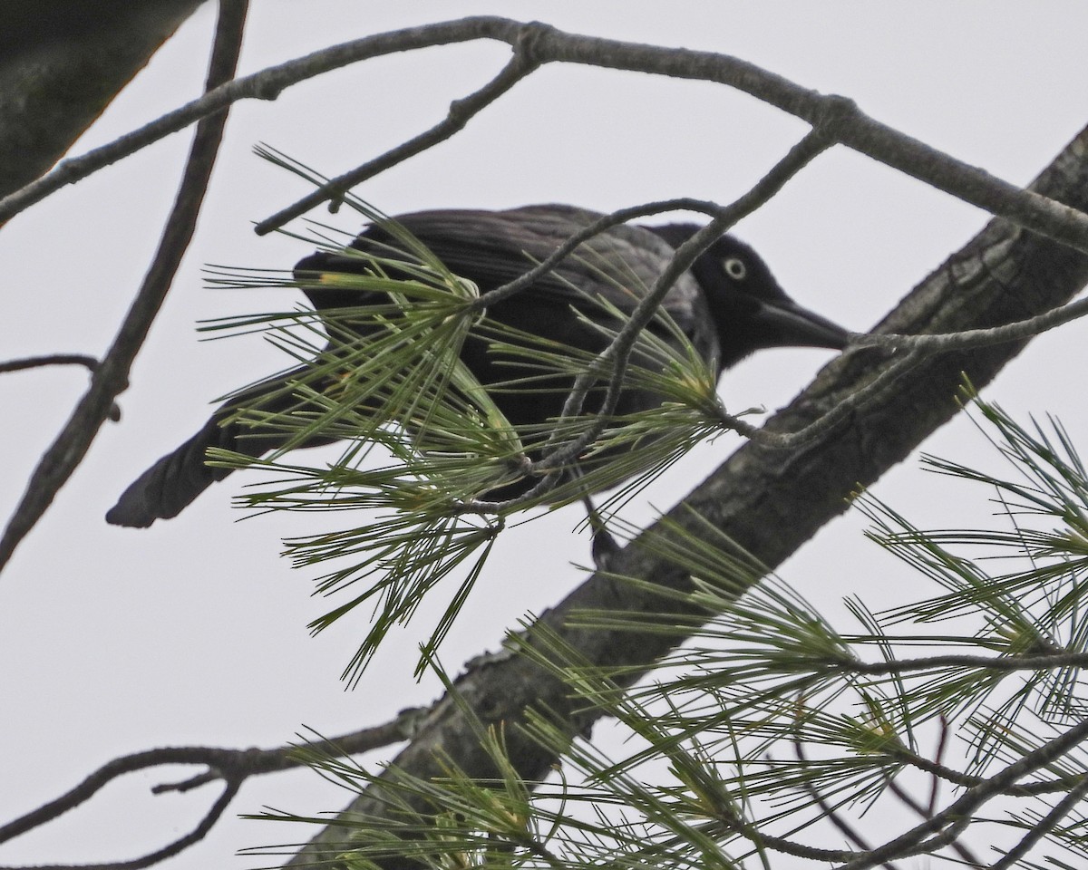 Common Grackle - ML638338696