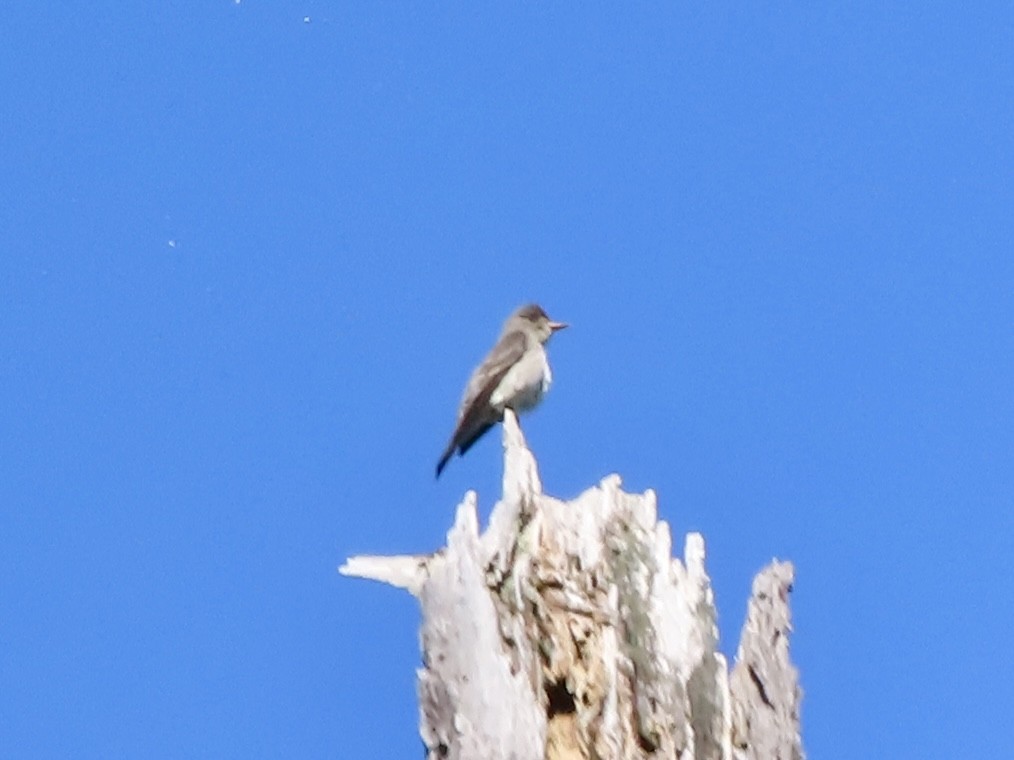 Pibí Boreal - ML638338699