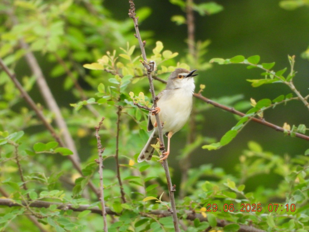 Prinia simple - ML638338714