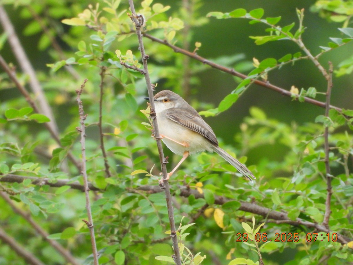 Prinia simple - ML638338715