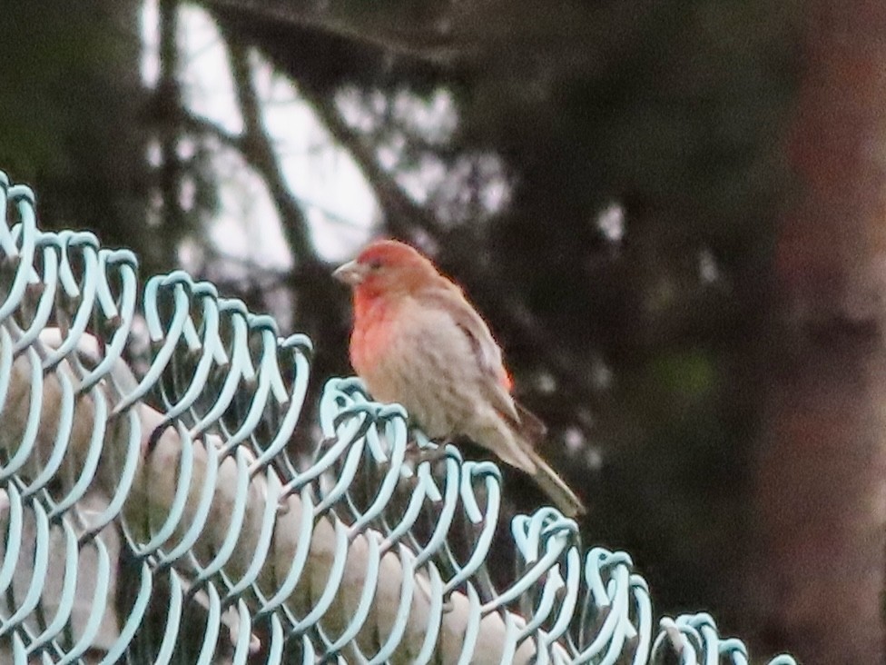 House Finch - ML638338716